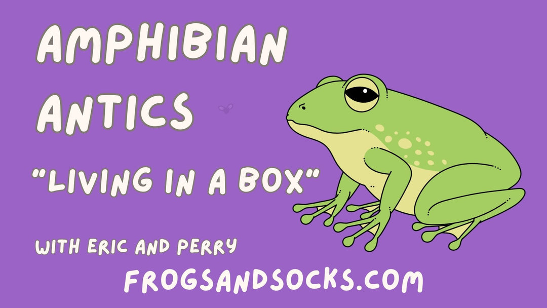 Amphibian Antics: Living in a Box